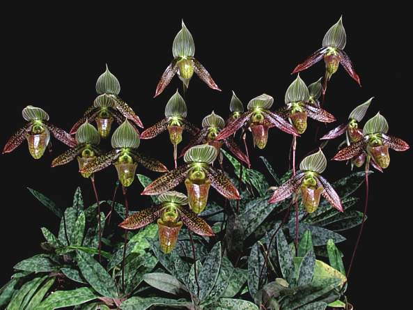 paph_wardii_gruppe_1.jpg