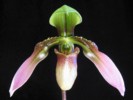 paph_wolterianum.jpg