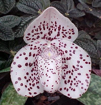 paphbellatulum.jpg