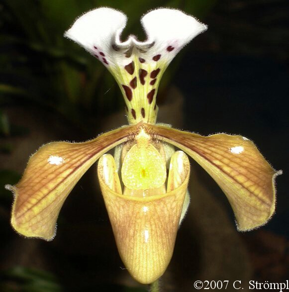 Paphgratrixianum5.jpg