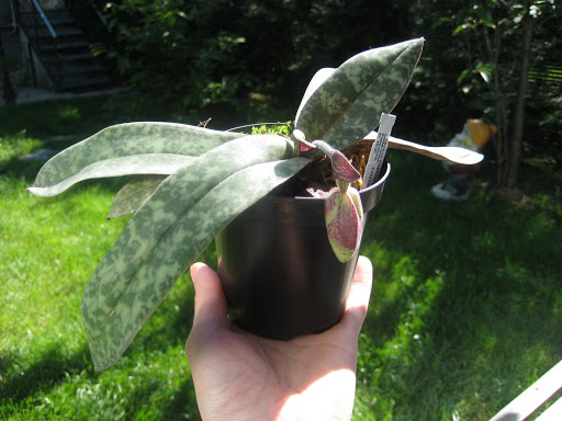 paphio%20bellatulum.JPG