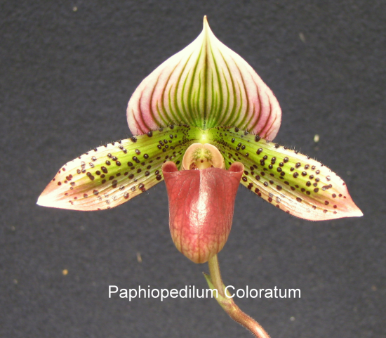 Paphio%20Coloratum.png