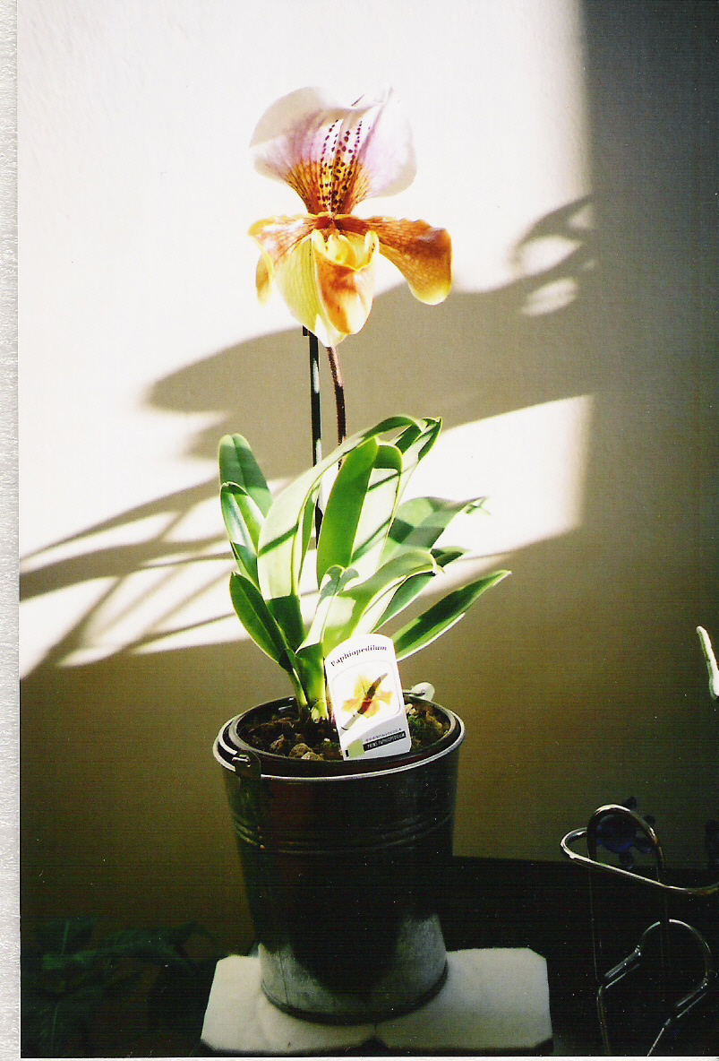 paphio%20en%20flor.jpg