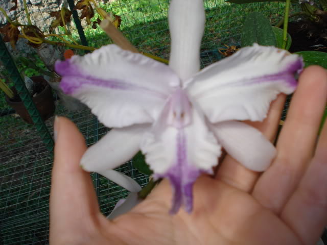 paphiomicrantum003.jpg
