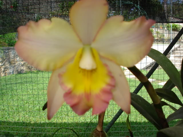 paphiomicrantum005.jpg