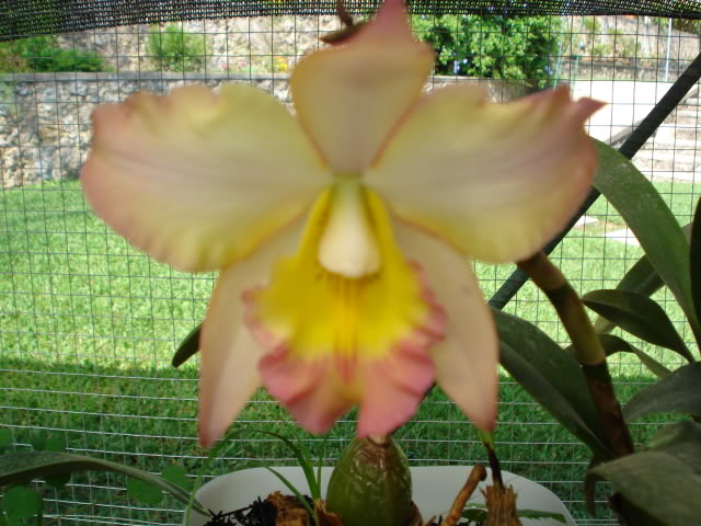 paphiomicrantum006.jpg