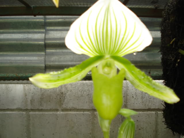 paphiomicrantum008.jpg