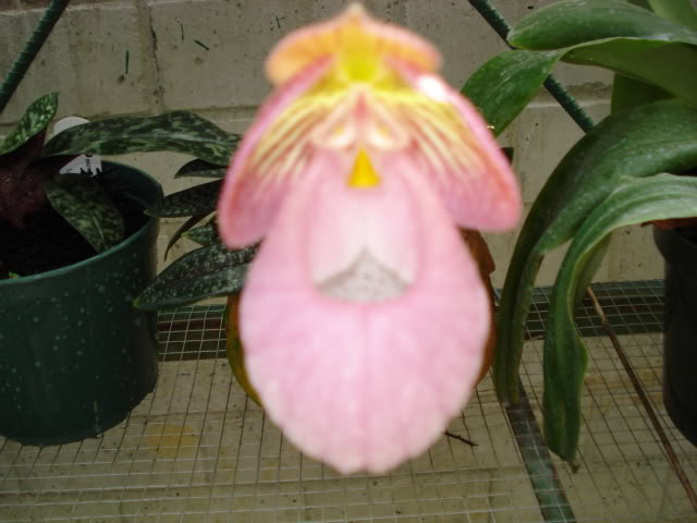 paphiomicrantum010.jpg