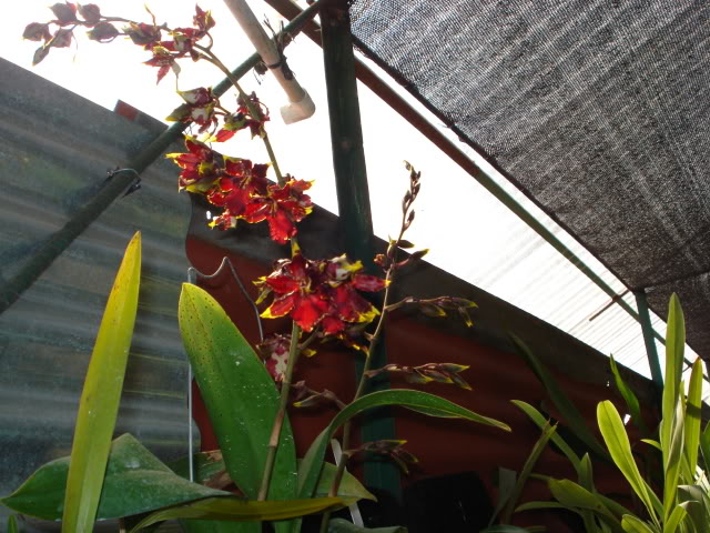 paphiomicrantum011.jpg