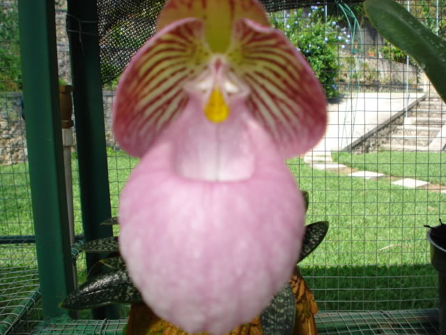 paphiomicrantum012.jpg