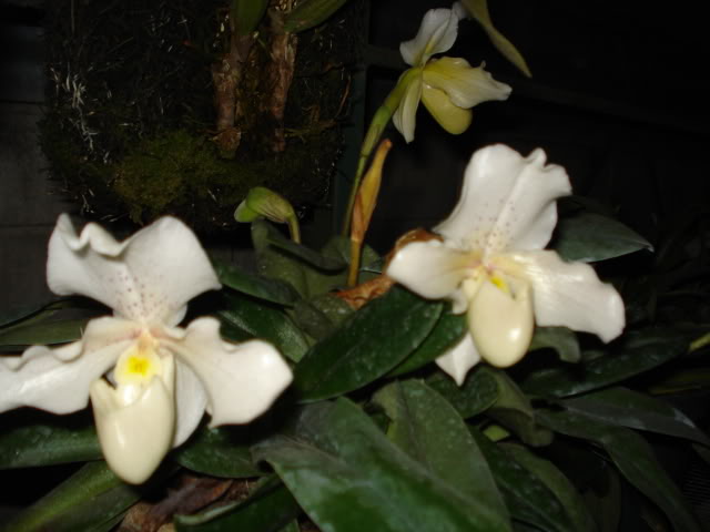 paphiomicrantum021.jpg