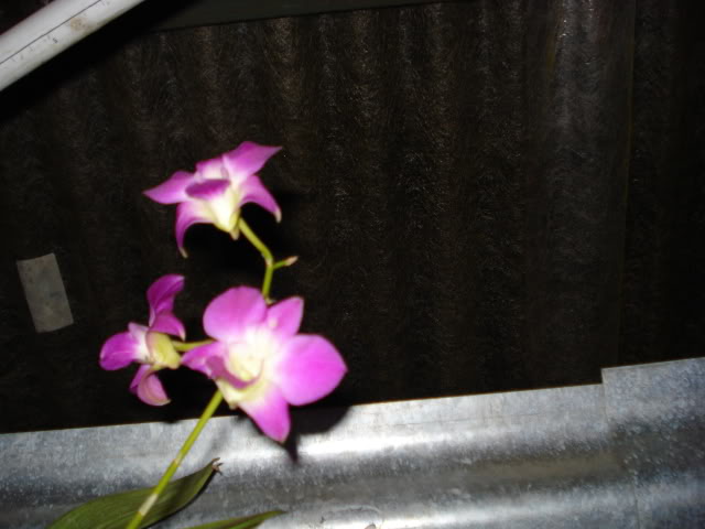 paphiomicrantum022.jpg