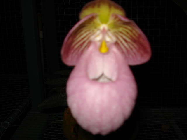 paphiomicrantum028.jpg