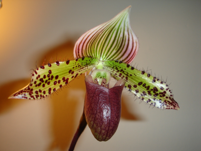 Paphiopedilum 04.JPG