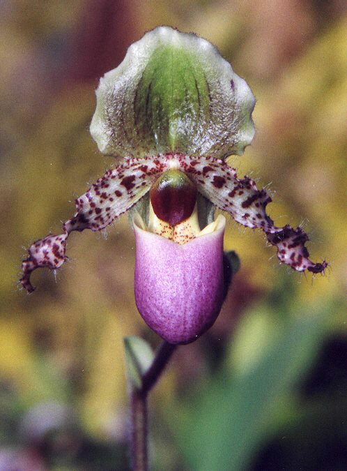 paphiopedilum%20glaucophyllum.jpg