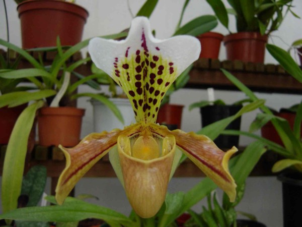 Paphiopedilum%20gratrixianum%206%20petita.jpg