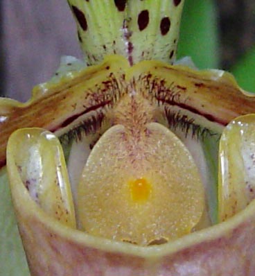 Paphiopedilum%20gratrixianum%20estaminode%202.jpg