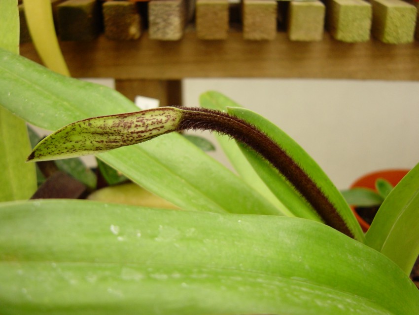 Paphiopedilum%20gratrixianum%20tija%20petita.jpg