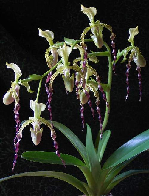 Paphiopedilum%20parishii.jpg