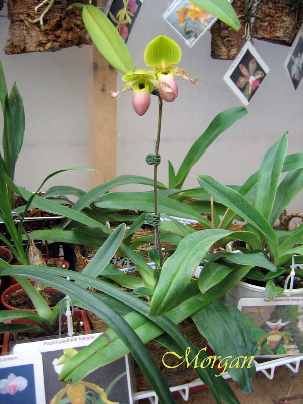 Paphiopedilum%20Pinoccio%20201.jpg