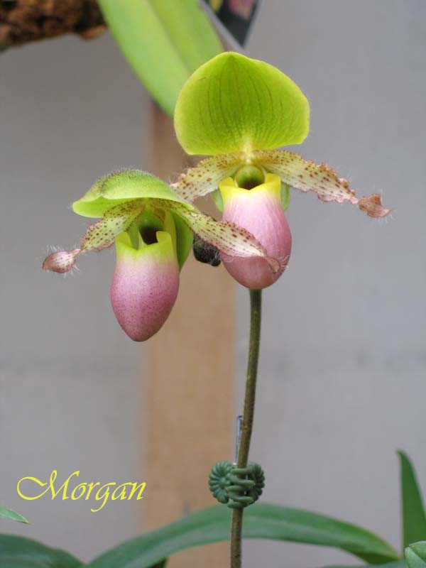 Paphiopedilum%20Pinoccio%20202.jpg