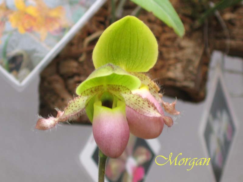 Paphiopedilum%20Pinoccio%20203.jpg