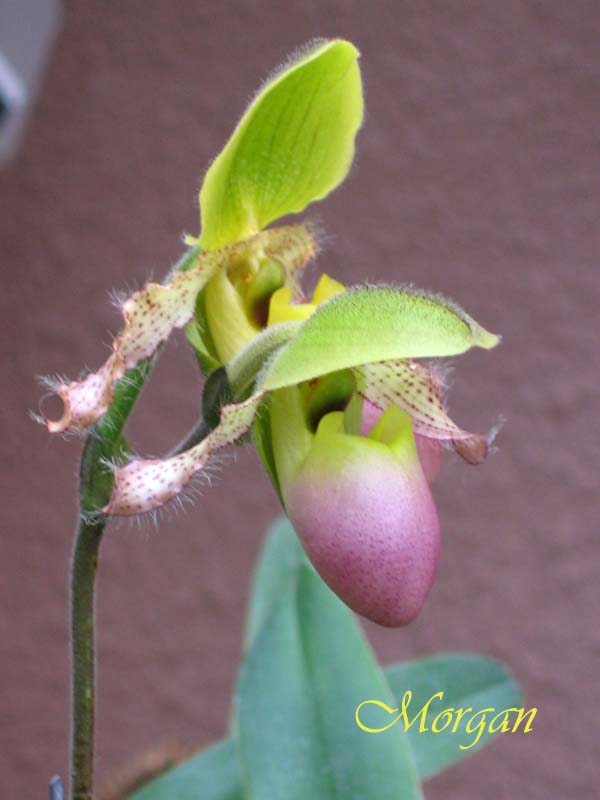 Paphiopedilum%20Pinoccio%20204.jpg