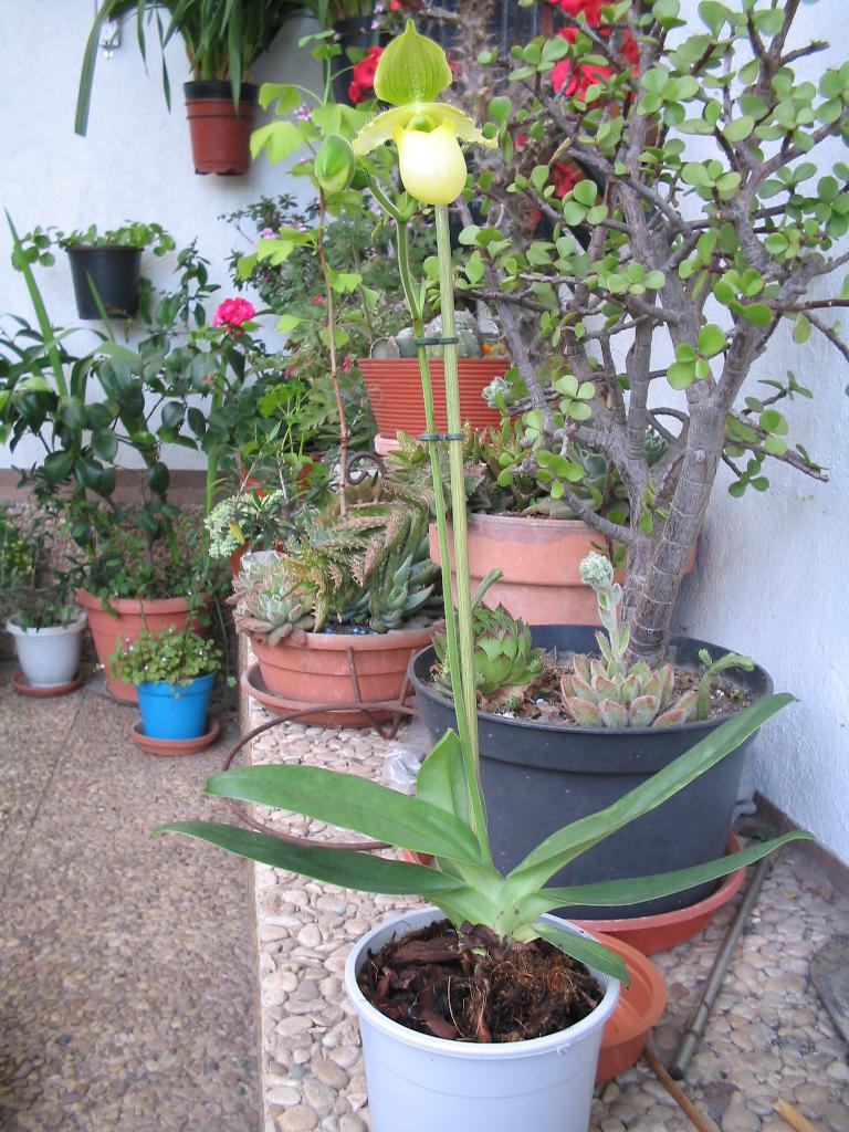 Paphiopedilum%7E1.jpg