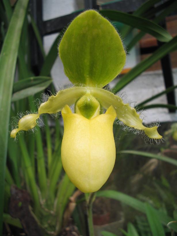 Paphiopedilum.jpg