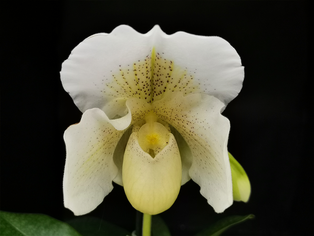 paphiopedilum-white-lady.png
