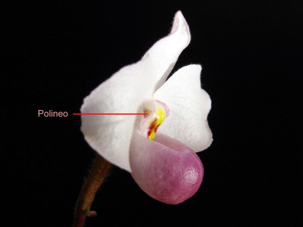 Paphiopedilum_delenatii_parts_flor_3_600pic.jpg