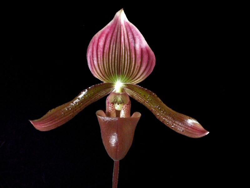 Paphiopedilum_lawrenceanum-ciliolare%5B1%5D.jpg