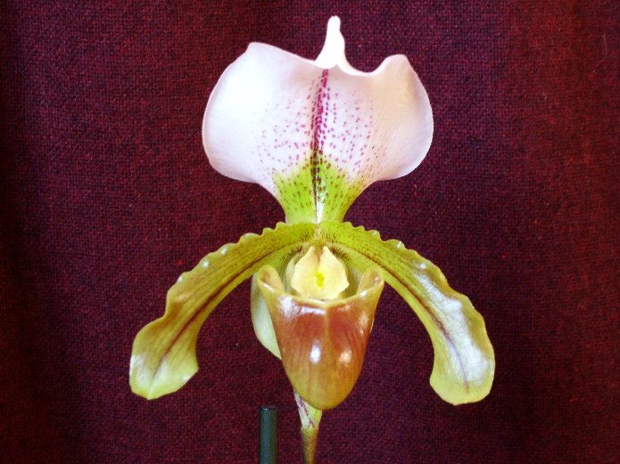Paphiopedilum_leeanum.jpg