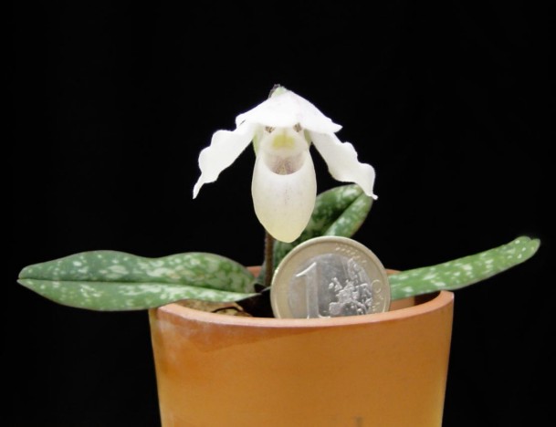 Paphiopedilum_niveum_600pic.jpg