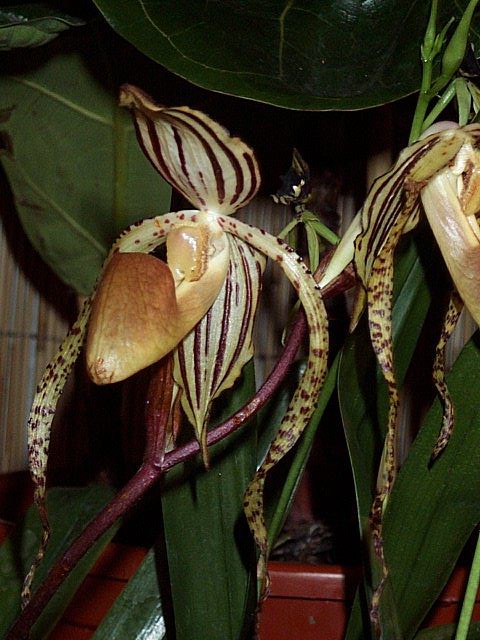 Paphiopedilum_screaming_eagle.jpg