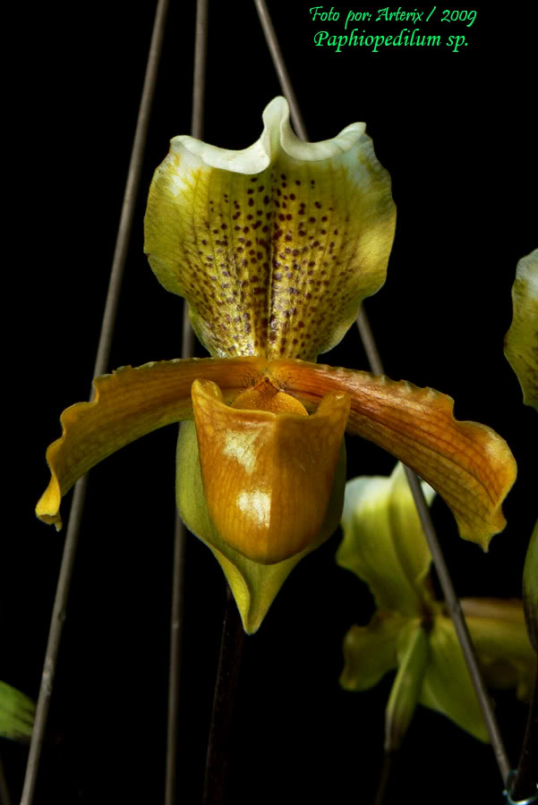 Paphiopedilum_sp_001.jpg