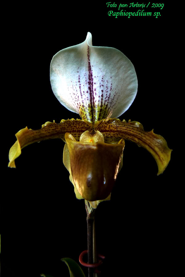 Paphiopedilum_sp_01.jpg