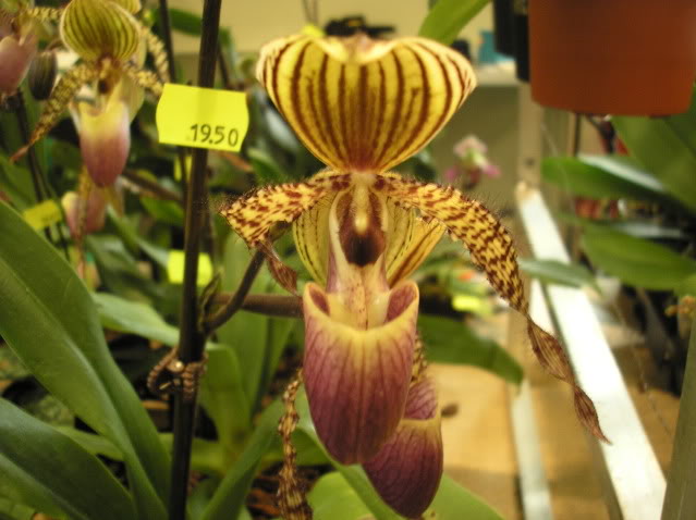 Paphiopedilumchamberlainianum.jpg