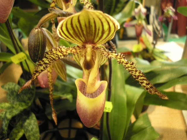 Paphiopedilumchamberlainianum2.jpg