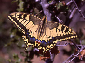 papilio%20machaon.jpg