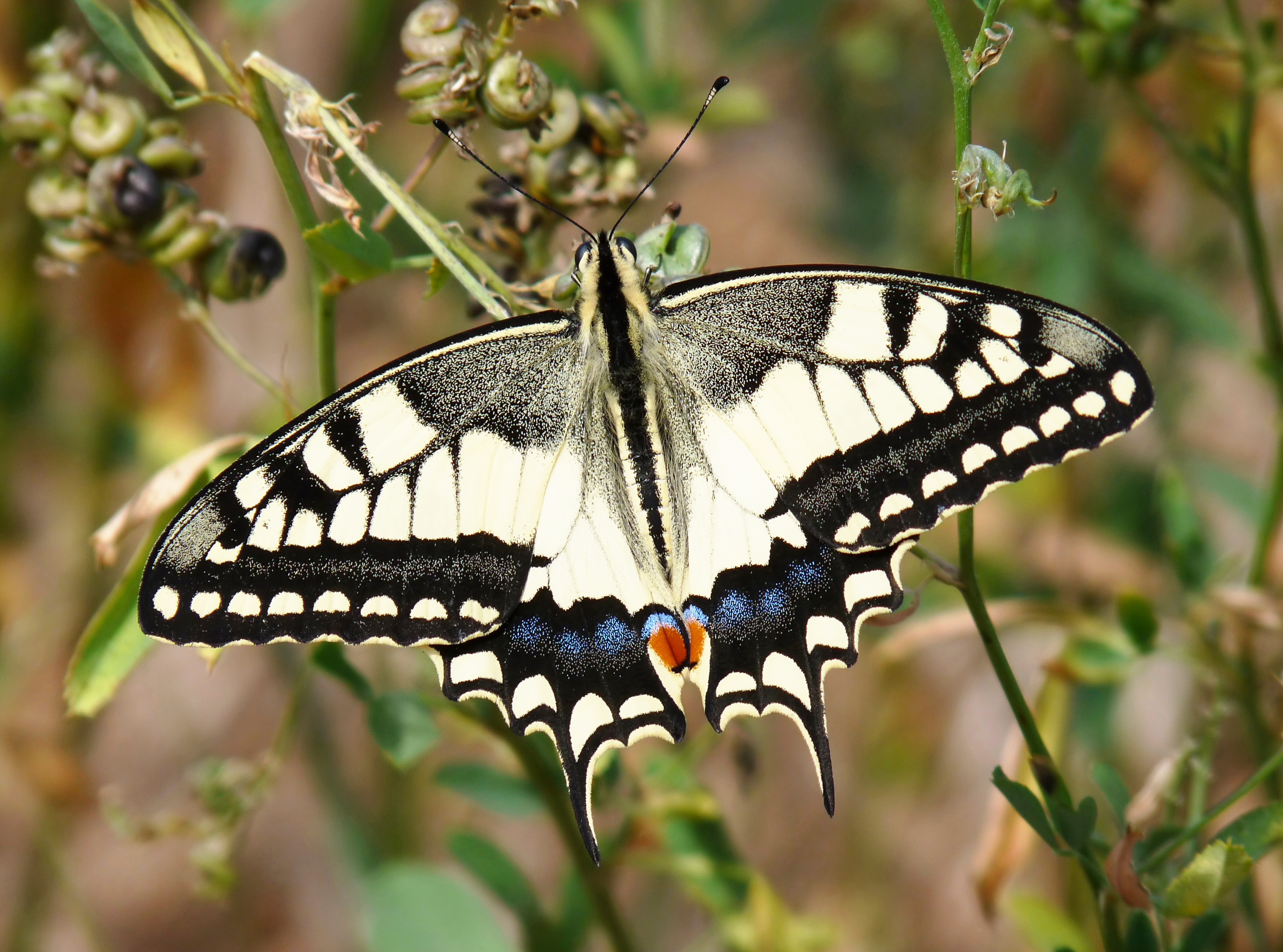 Papilio_machaon,_Livorno.jpg