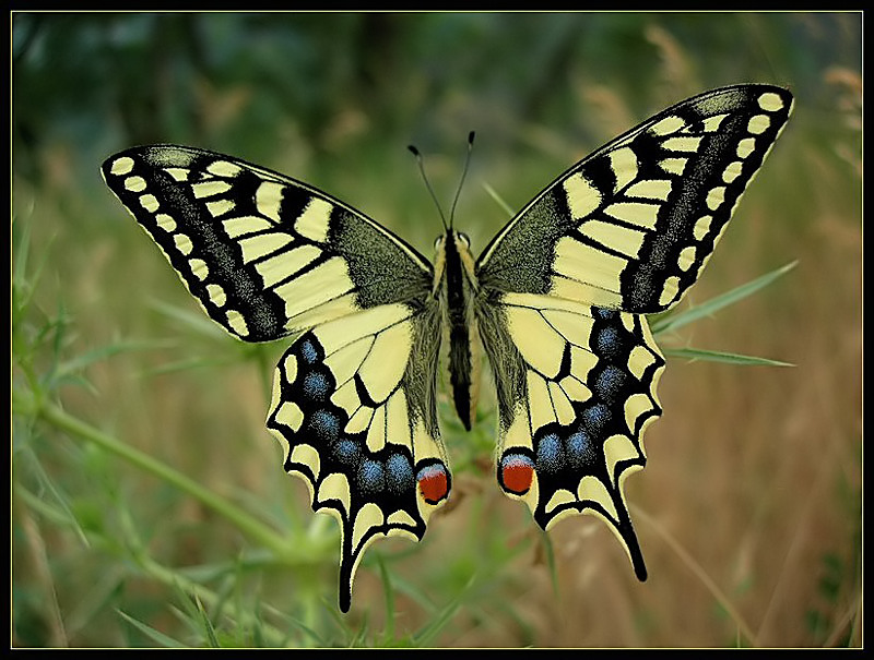 papilio_machaon-i-lps_filtered.jpg
