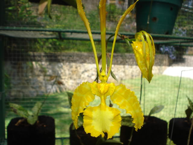 papilioalba002.jpg