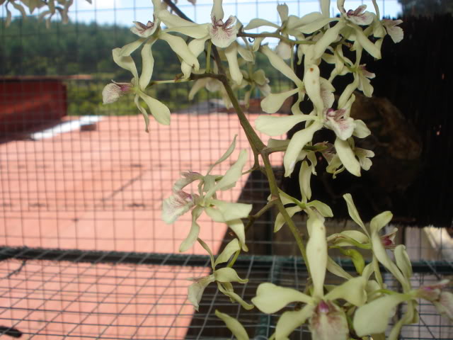 papilioalba003.jpg