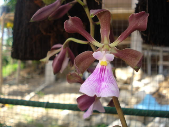 papilioalba006.jpg