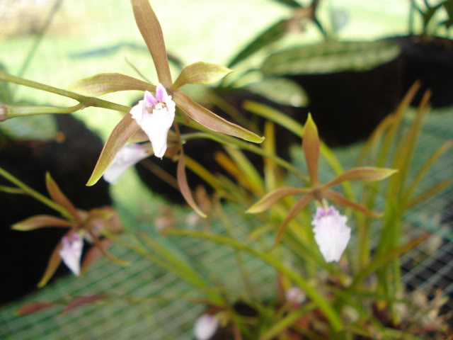 papilioalba007.jpg