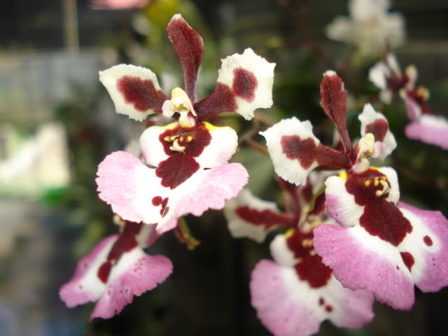 papilioalba009.jpg