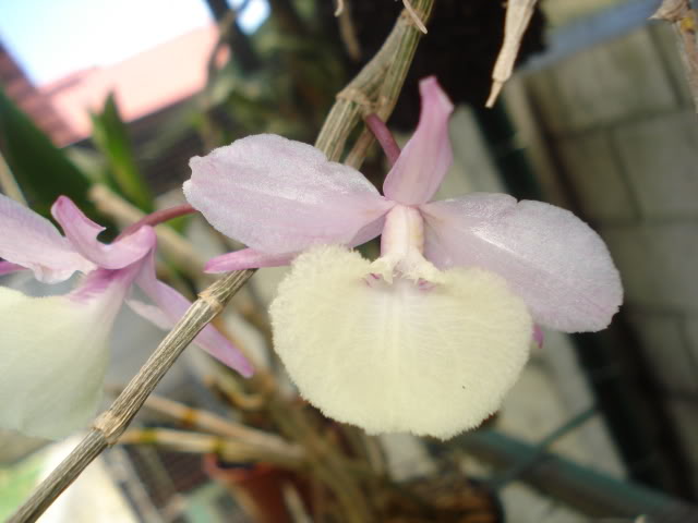 papilioalba010.jpg