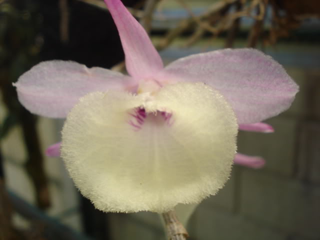 papilioalba011.jpg