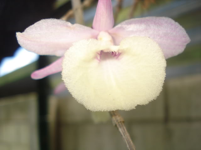 papilioalba012.jpg